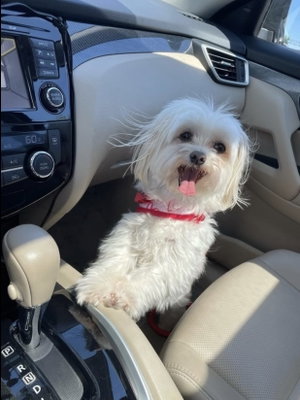 Small white dog with red collar sits in car.