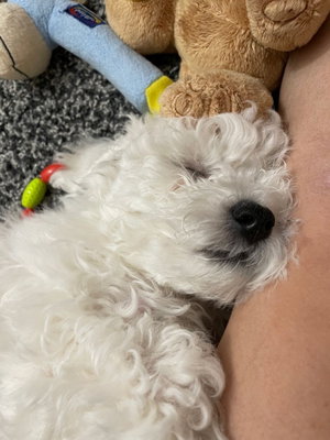 White curly dog sleeping on a person's bare leg near stuffed toys.