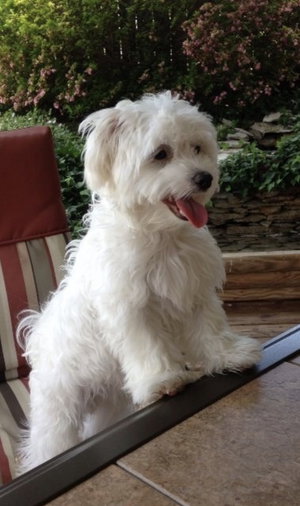 White fluffy dog sitting on patio chair outdoors near greenery.