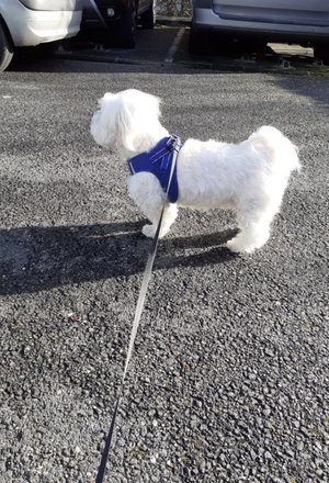 White fluffy dog in blue harness on leash in parking lot.
