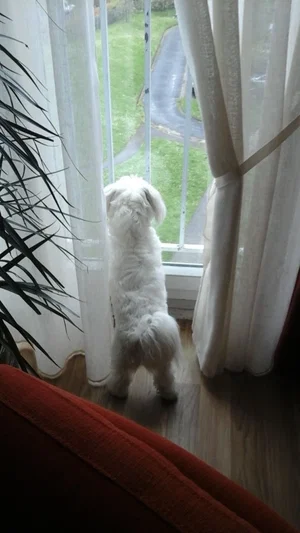 White fluffy dog standing by window, looking outside at yard.