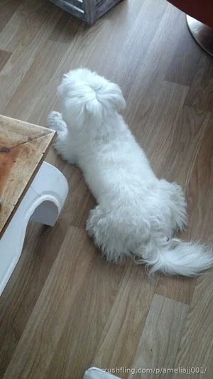 White fluffy dog on wooden floor near furniture.