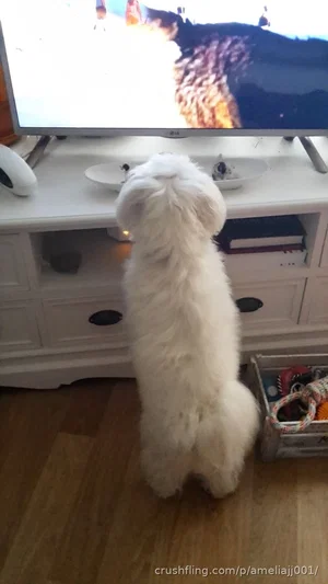 White fluffy dog standing on hind legs watching TV in a living room.