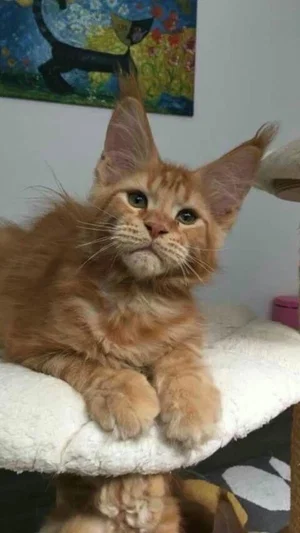 Orange tabby cat resting on white cat tree perch indoors.