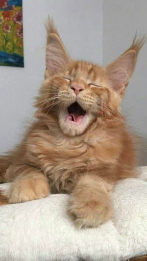 Fluffy orange cat yawning on a white blanket indoors.