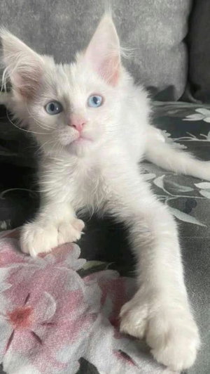 White kitten with blue eyes lying on floral-patterned fabric.