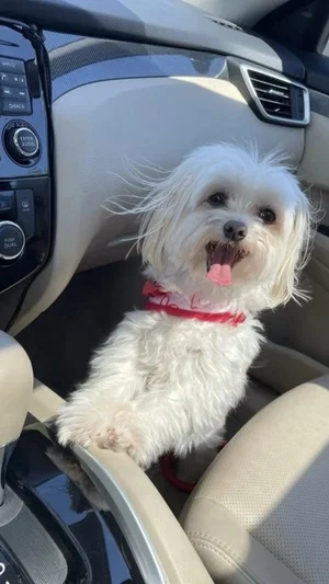 White fluffy dog with red collar sitting in car driver's seat.