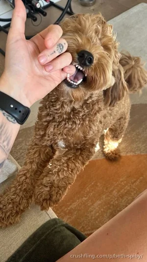 Person holding a small brown curly-haired dog indoors, showing the dog's teeth.