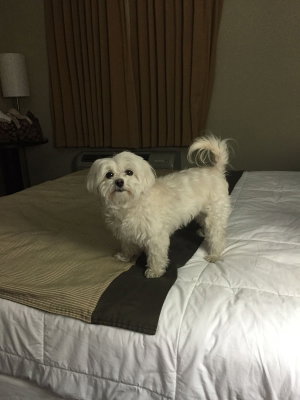 White fluffy dog standing on a bed in a bedroom.