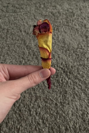 Hand holding a dried, colorful flower petal over a gray carpet.