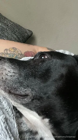 Close-up of a black and white dog with a tattooed arm visible in the background.