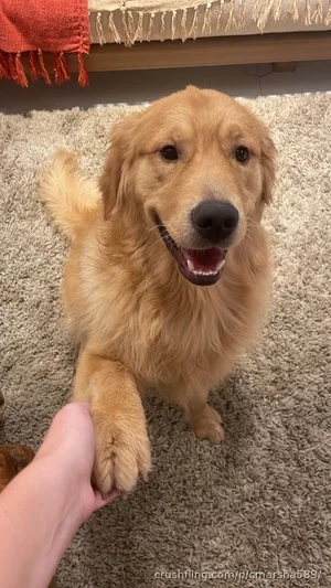Golden retriever on carpet giving paw to human hand indoors.