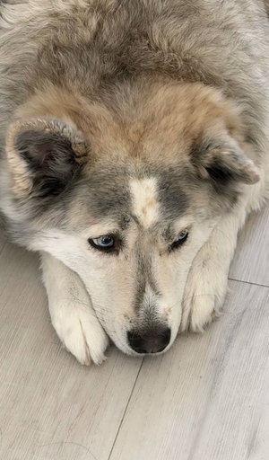 Fluffy gray and white dog lying on light wood floor.