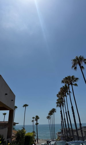 Coastal view with palm trees and ocean on sunny day.