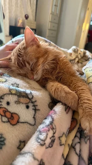 Orange tabby cat sleeping on a Hello Kitty blanket, hand gently touching its head.
