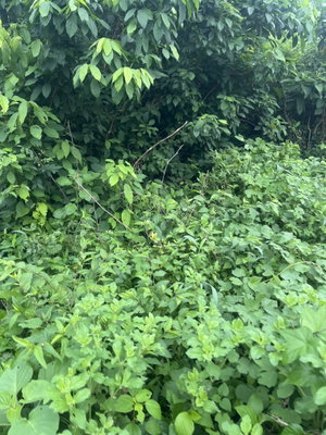 Dense green foliage and bushes in a natural setting.