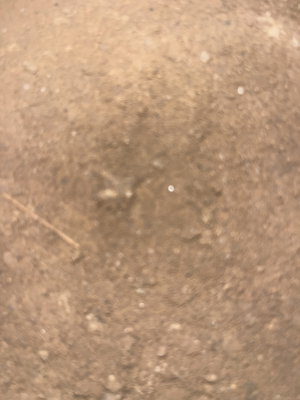 Blurry close-up of dirt ground with debris.