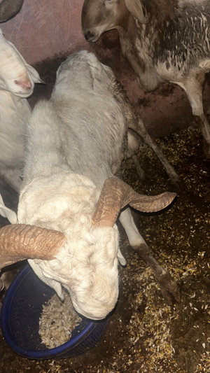Goats eating from blue bucket in barn.