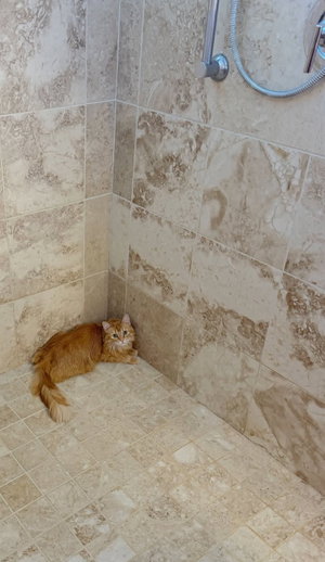 Orange cat resting in tiled shower corner.