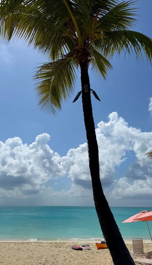 Beach scene with palm tree, turquoise ocean, sand, and beach umbrellas.
