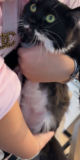 Person in pink shirt holding black and white cat indoors.
