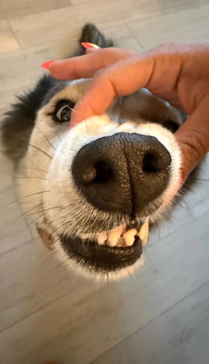 Close-up of a dog's face being petted by a hand with pink nails on a tiled floor.