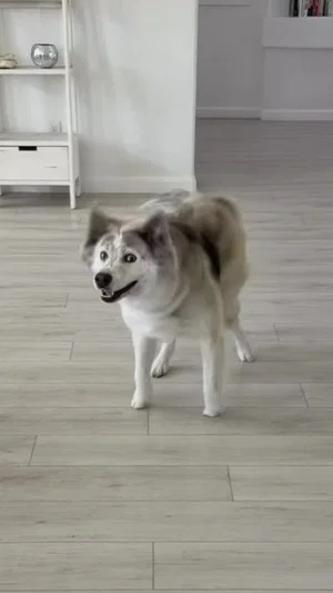 A dog standing on a light wood floor in a clean indoor space.
