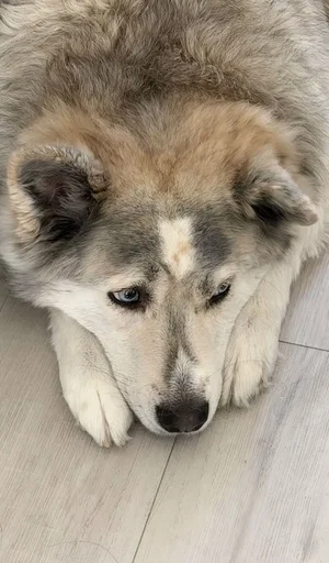 A husky dog with blue eyes lying on a light wooden floor.
