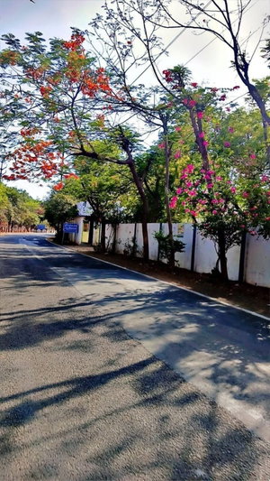 Paved road lined with blooming trees and white fence.