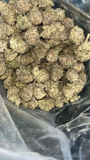 Close-up of dried cannabis buds in a clear plastic bag.