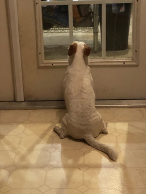 White dog sitting on tiled floor facing door.