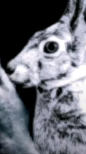 Close-up of a rabbit's face in black and white, showing eye and fur texture.