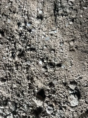 Close-up of dry soil with small rocks and a thin twig.