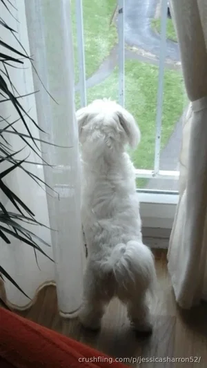 White fluffy dog standing on hind legs by window, looking outside.