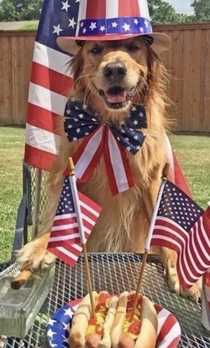 Golden retriever in patriotic hat and bow tie with flags outdoors.