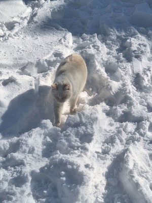 Cat walking through deep snow.