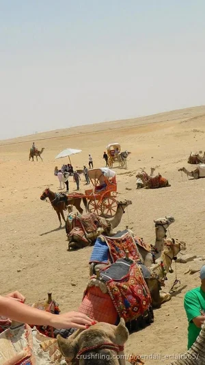 Desert scene with camels, horse-drawn carriage, and people in casual clothing.