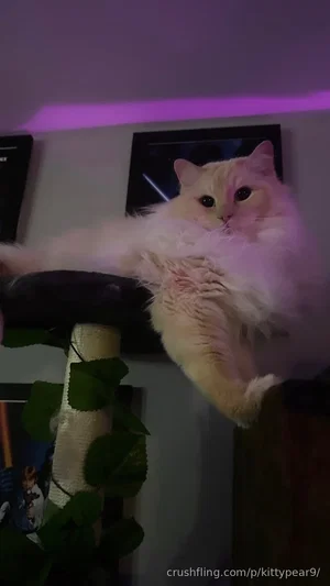 Fluffy white cat lounging on a cat tree under purple lighting.