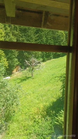View of a grassy hillside with trees and a bare tree through a window frame.