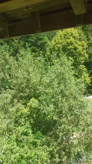 View of dense green trees from under a wooden structure.