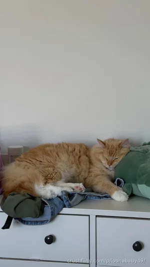 Fluffy orange cat sleeping on clothes atop a white dresser.