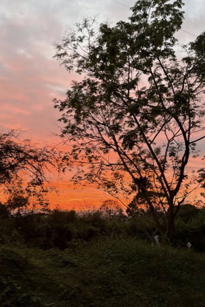 Sunset over trees and greenery with orange and pink sky.