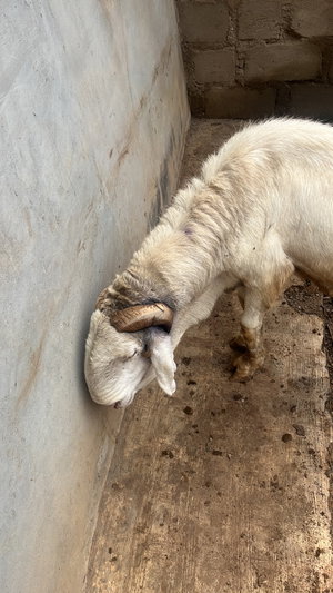 White goat leaning head on wall in concrete pen.