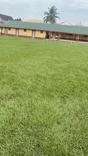 Grassy field with yellow buildings and palm trees.