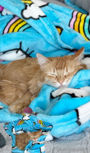 Orange cat sleeping on blue patterned blanket.