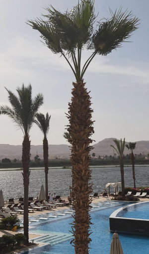 Poolside scene with palm trees, lounge chairs, and water in background.
