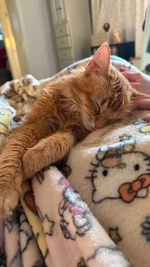 Orange cat sleeping on a Hello Kitty blanket with a hand visible nearby.