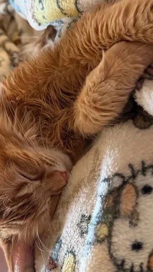 Sleeping orange cat on patterned blanket, close-up view.