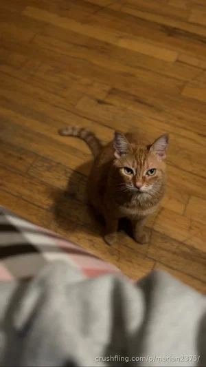Orange tabby cat sitting on wooden floor, looking up at camera.