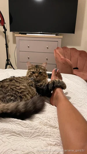 Person's legs on bed with tabby cat, indoor bedroom setting.